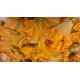 Fleur de courgette BIO de Pégomas