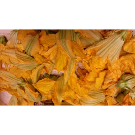 Fleur de courgette BIO de Pégomas