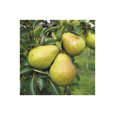 Poires William au KG Démarche éco responsable