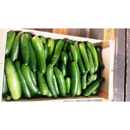 Petit Concombre libanais AR ( par 100g)