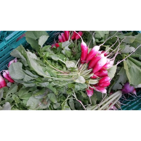 Radis bio (la botte)