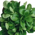 Salade Mâche Agric R (au 100g)