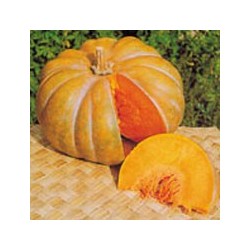 Courge Provençale   de culture raisonnée au Kg