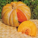 Grosse Courge musquée Agric R (vendue au Kg)