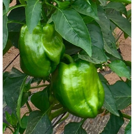 Poivrons verts  BIO ( au Kg)