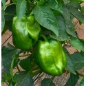Poivrons verts Agric AR (par 500 g)