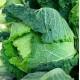 Chou frisé non traité (achat à la pièce, payé au poids : prix au kg)