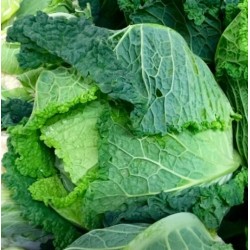 Chou frisé non traité (achat à la pièce, payé au poids : prix au kg)