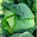 Chou frisé Agric R (vendu à la pièce prix au kg)
