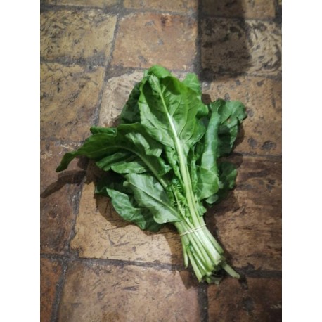 Blettes fines  Agric R (à la botte)