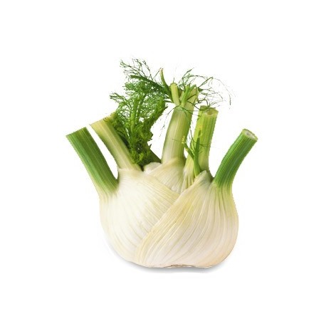 petits fenouils bottes