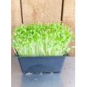 Micro pousses de Roquette en bac de 14 *19 cm