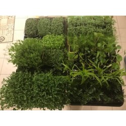 Micro pousses de Basilic  grand vert en bac de 14 *19 cm très dense