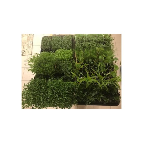 Micro pousses de Basilic  grand vert en bac de 14 *19 cm très dense