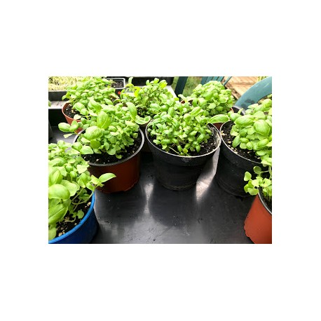 Semis de basilic. Graines spécial micro pousses donc à manger petit ou à faire grandir