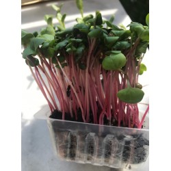 Micro pousses de Radis Daikon  en bac de 14 *19 cm très dense
