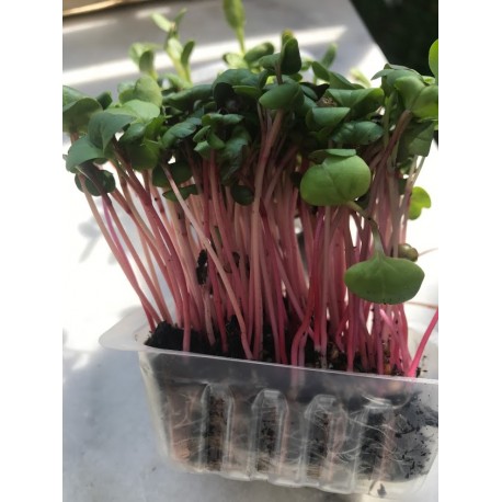Micro pousses de Radis Daikon  en bac de 14 *19 cm très dense