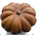 Courge musquée BIO (au kg)