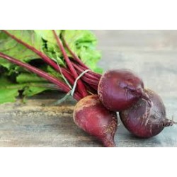 Betteraves AR en botte