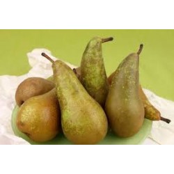 Poires Louise bonne au Kg