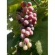Raisin framboise