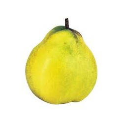 Coing Bio (au 500G)   Echange Paysans.  Pierre Vanvooren