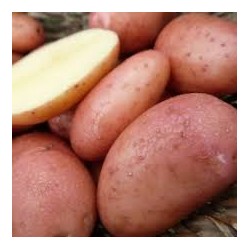 Pommes de terre Dalida rouges Bio