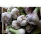 ail nouveau frais bio de France (aux 100g)