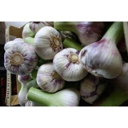 ail nouveau frais bio de France (aux 100g)