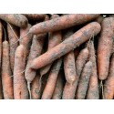 Carottes des sables BIO (au kg)