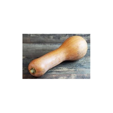 Courge longue de Nice (Bio de Grasse ,venue au kg)