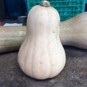 Courge Butternut BIO entière (prix au kg)