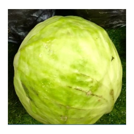 Chou blanc BIO (achat à la pièce, payé au poids : prix au kg)