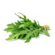Roquette 100 g